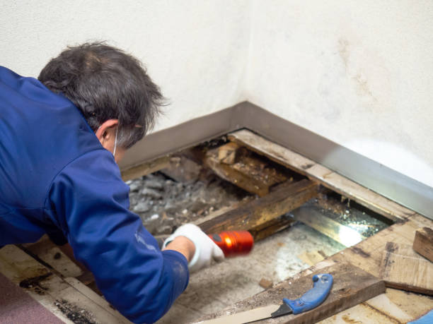 Best Mold Removal Company Near Me  in Byhalia, MS