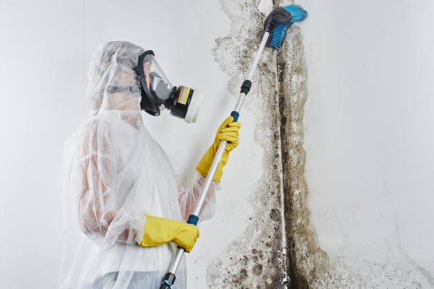Best Residential Mold Removal  in Byhalia, MS