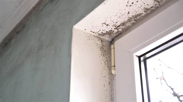 Best Same-Day Mold Removal  in Byhalia, MS
