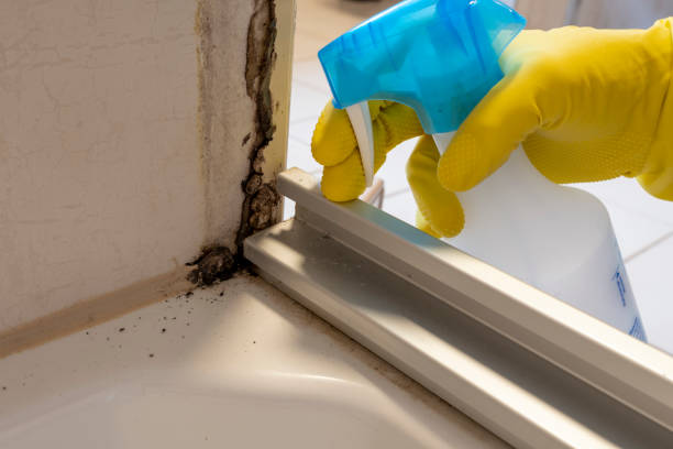 Best Best Mold Removal Companies  in Byhalia, MS