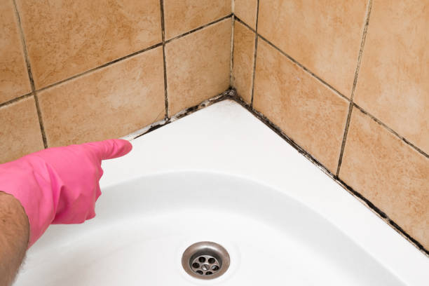 Best Fast Mold Removal  in Byhalia, MS